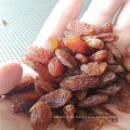 Factory Price of Dried Sultana Raisin New Crop